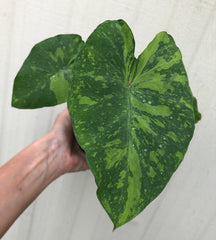 Live rare Colocasia Esculenta Midori Sour