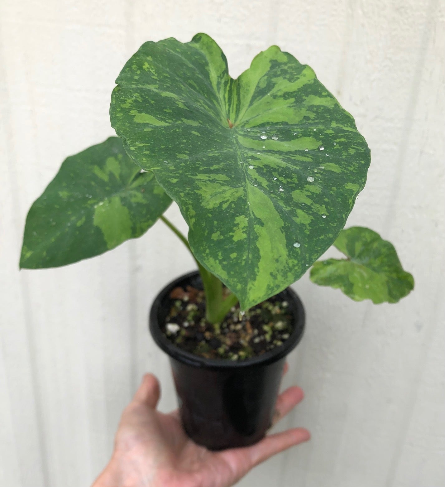 Live rare Colocasia Esculenta Midori Sour plant