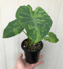 Live rare Colocasia Esculenta Midori Sour plant
