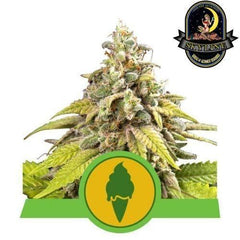 Green Gelato Auto | Royal Queen Seeds | Skyline Smoke Company | South Africa